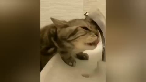 cat trying to drink water 2022