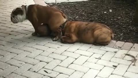 Two dogs are on the floor.