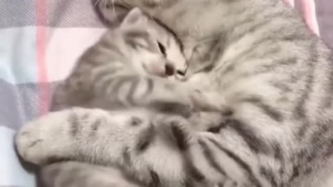 Isn't it always like that when you just need a little nap.