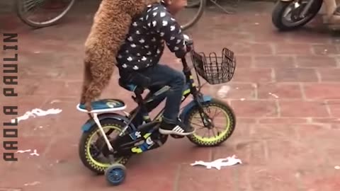 30 Funny Animals Edition