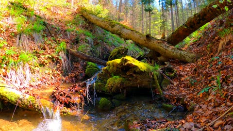 The Healing Power Of Nature Sounds | Forest Sounds |