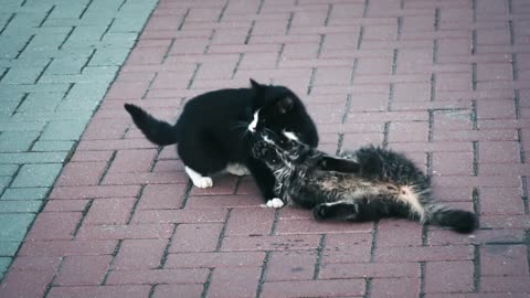 Watch cats fights