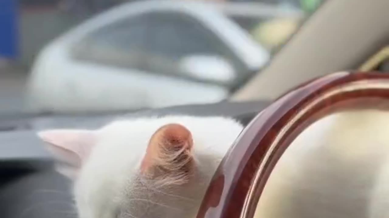 Cat in a car