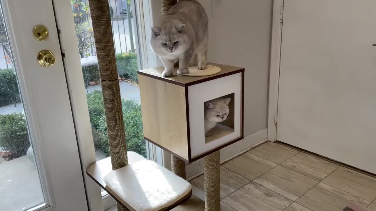 Cats are testing our NEW CAT TREE