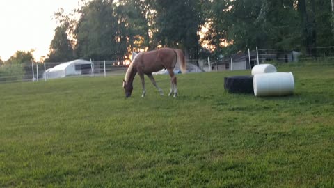 Barrel horse