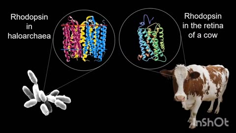 Using Light For Engineering Neurons Gone Commercial & Global!?