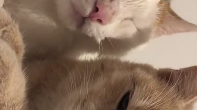 Two cute little cats