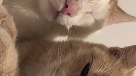 Two cute little cats