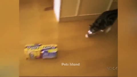 🔥Most Trending Animal Videos - Funniest Cats and Dogs 2023