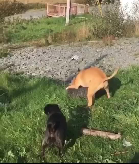 dogs playing in yard