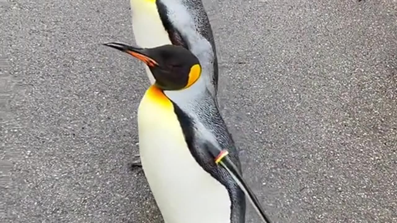 I doubt penguin is born