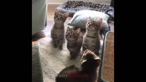 So many cute kittens