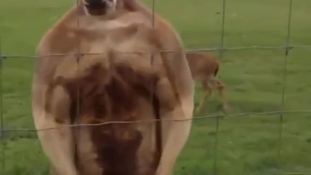 Muscular kangaroo wrestler funny video