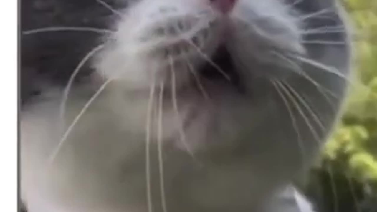 Cat funny video