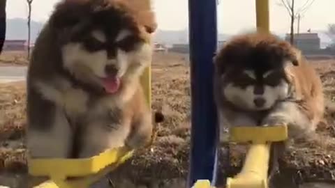 Cute dogs swing funny video