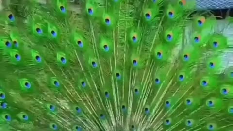 beautiful peacock