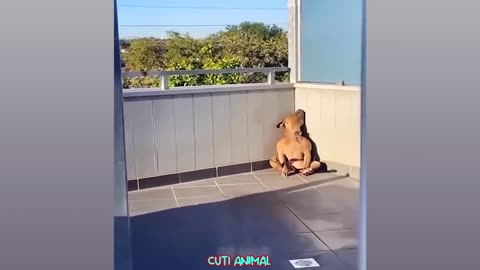 Funny animal