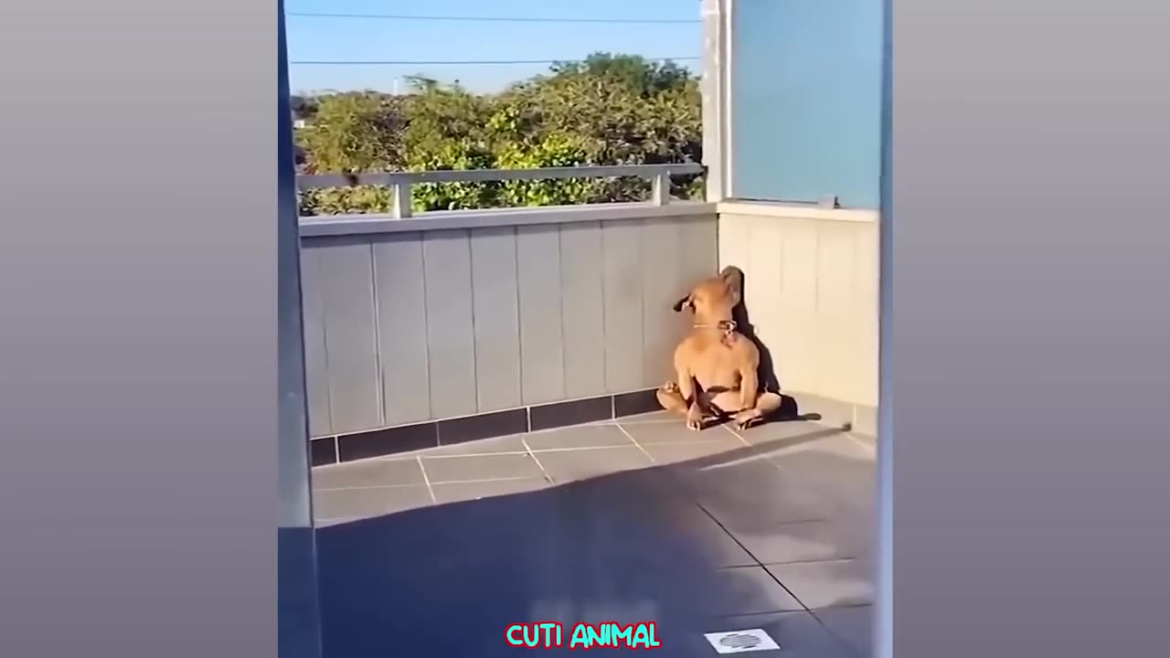 Funny animal