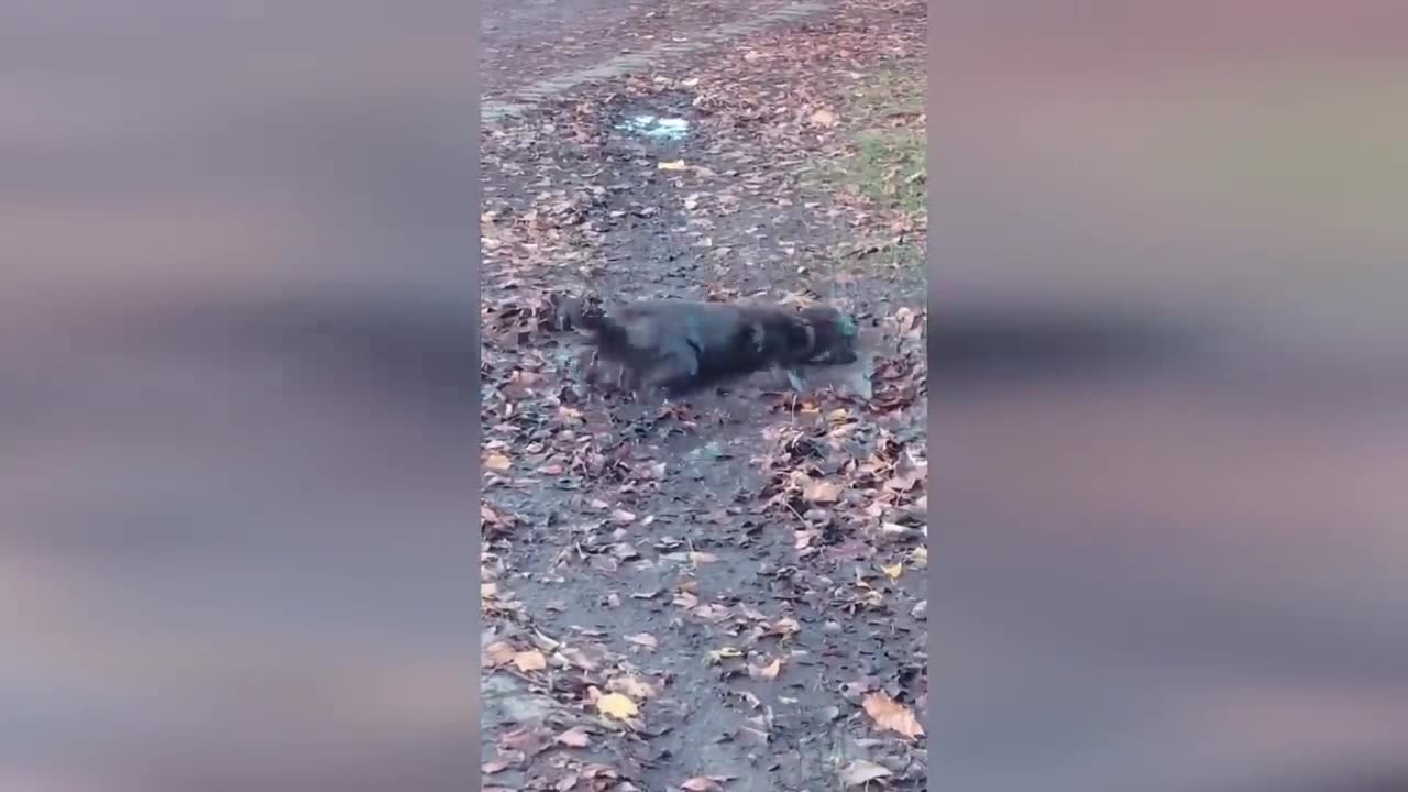 Funny animals video