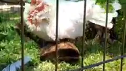 Bird Enjoys Shower From Hose Inside His Cage On Hot Summer Day