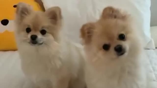 Watch this Twins Moves. AWW Soo Cute!