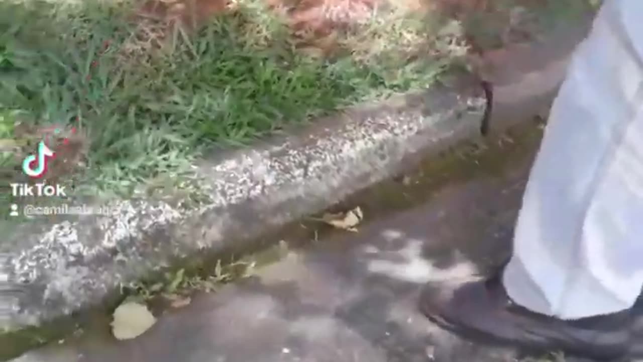 Como capturar aranha que entrou em casa e devolver à Natureza