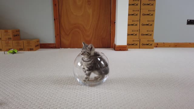 Kitten Vs Fish Bowl 4K