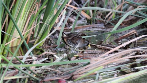 Sora Feeds in the Swamp