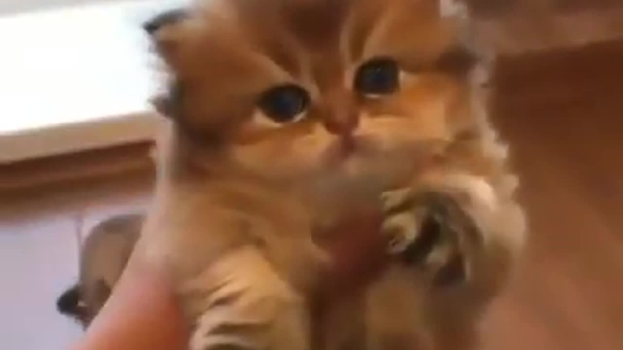 Cute kittens video