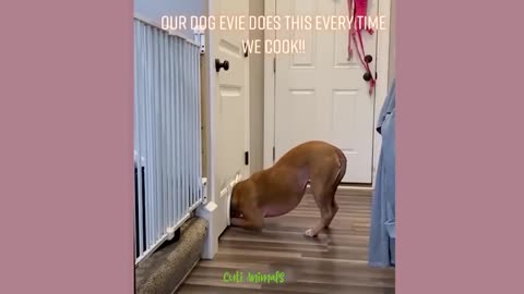 #funny dogs video...support me rumble..from Pakistan 🤧