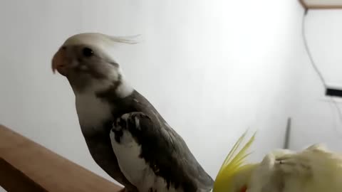 Budgies and Cockatiel Birds Playing and Feeding