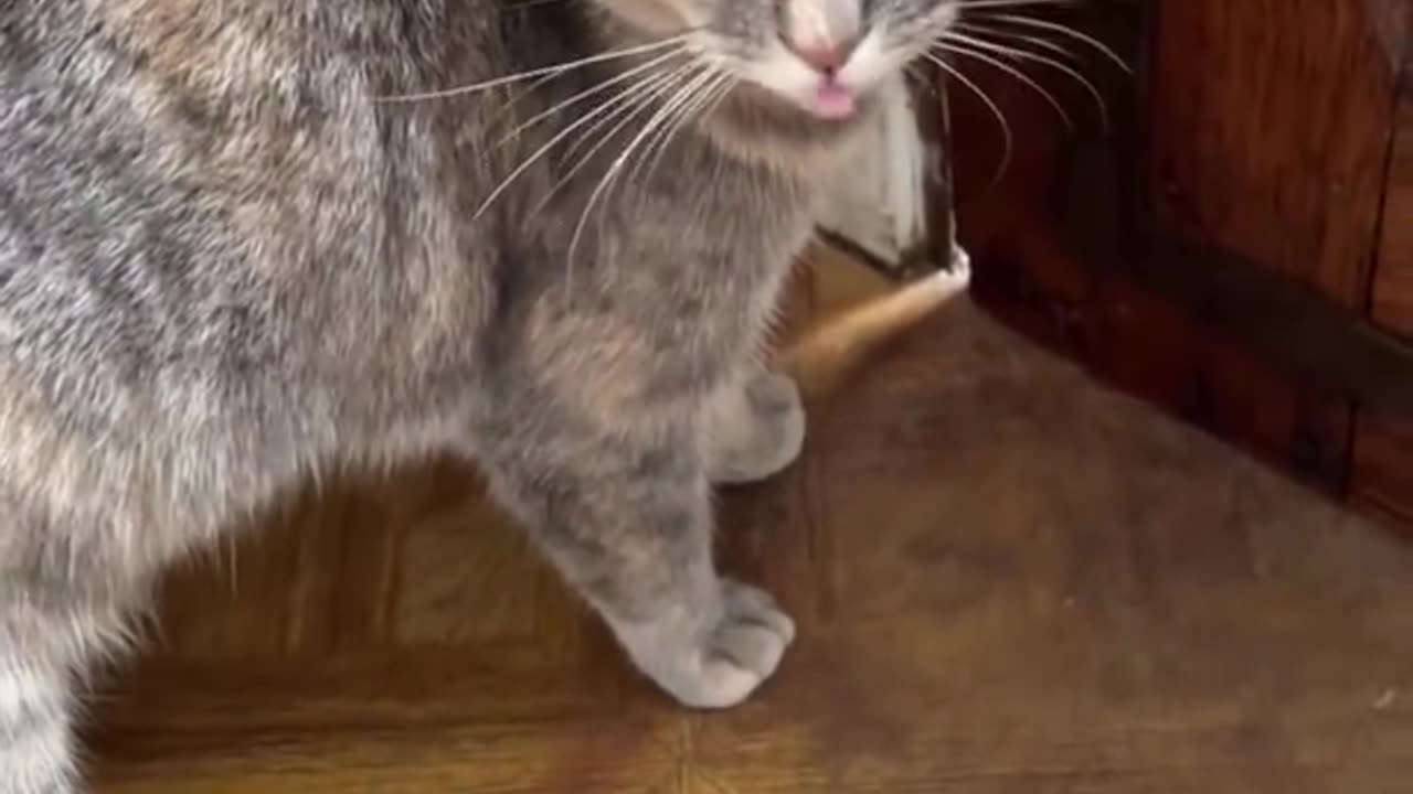 Funny Animal's Video