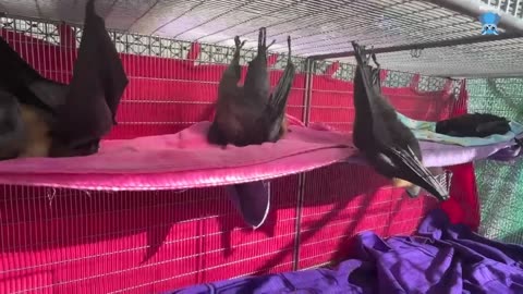 Flying-fox with paralysis syndrome improves this is Toomey