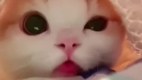 Cute and funny cat 😽😽