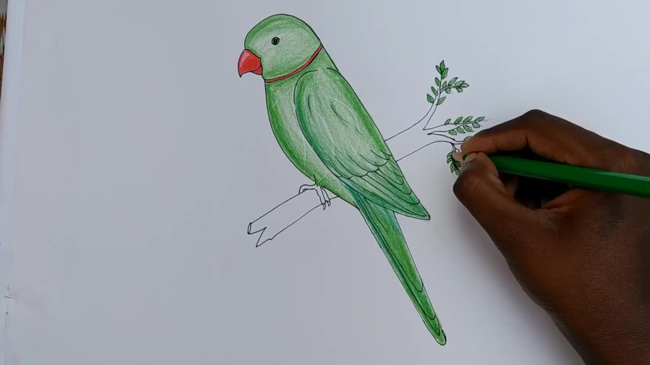 how to draw parrot easy step by step--Gali Gali Art --p10