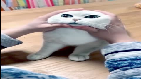 Funny cat video