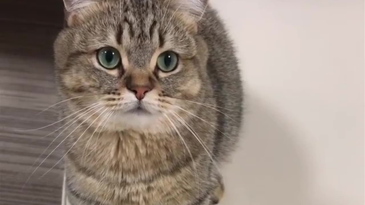 Cute and funny animals
