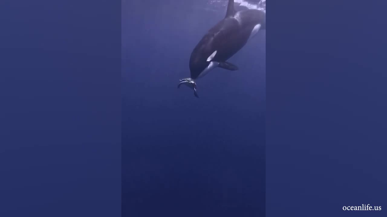 Top 10 Trending Animals