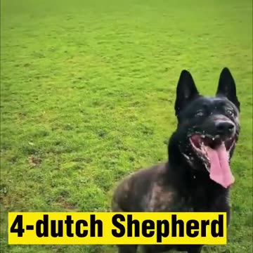 Top five popular military dog 🐕🐕🐅