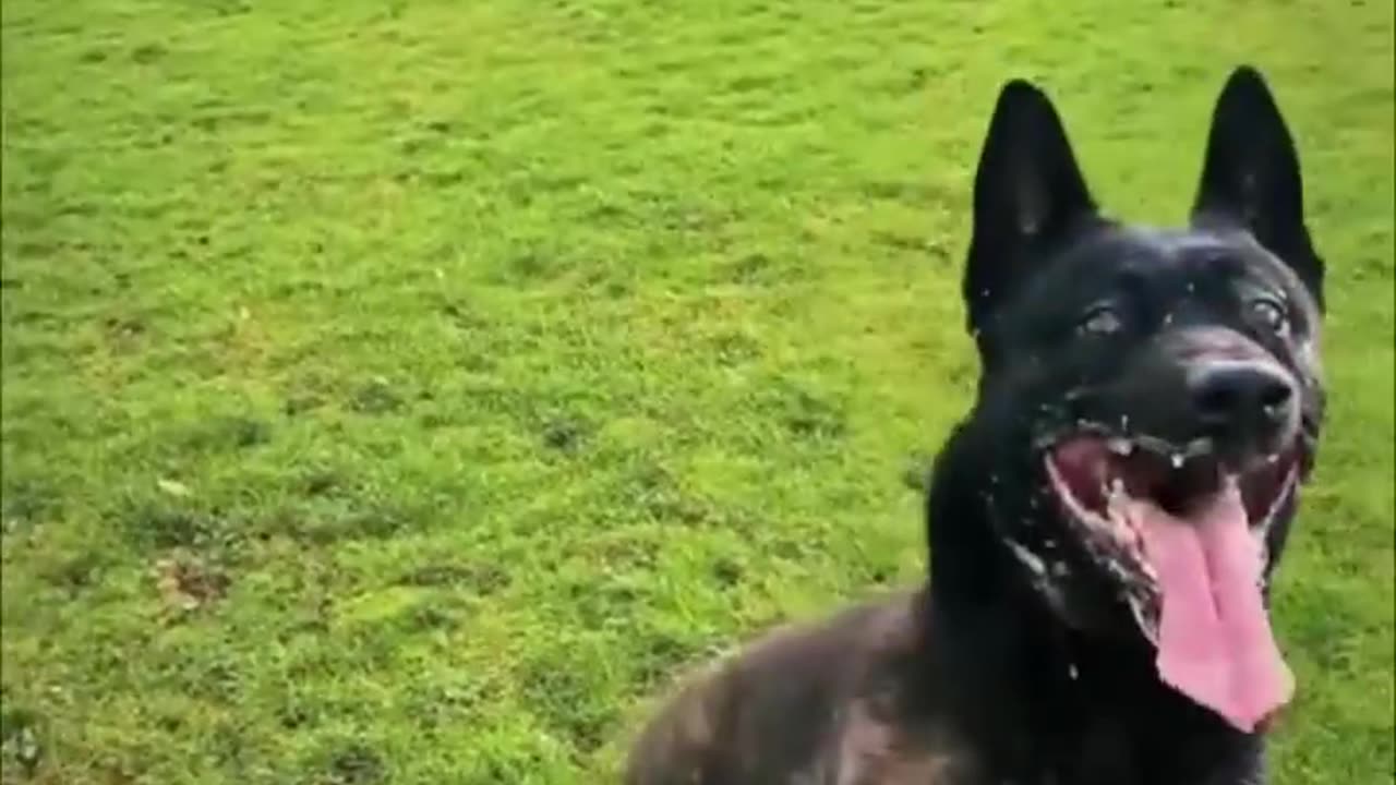 Top five popular military dog 🐕🐕🐅
