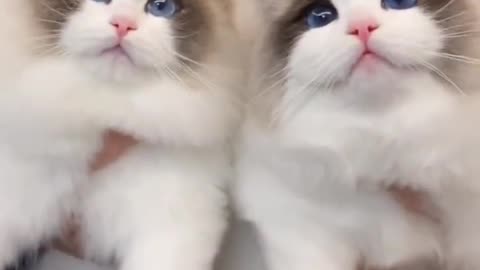 かわいい🐱