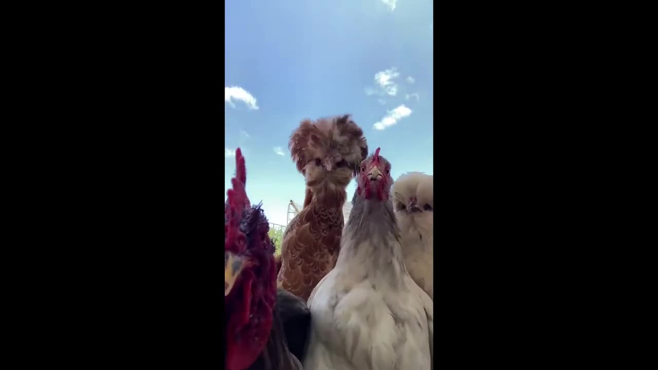 These dancing chicks are cutest things ever