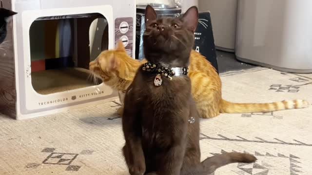 Mole the Cat Playing with Catnip Bubbles