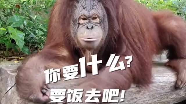 Orangutan with red hair