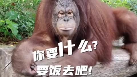 Orangutan with red hair