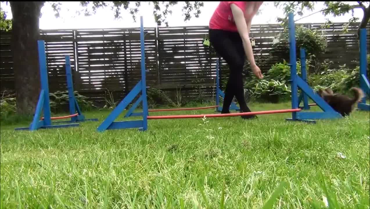 Little Chihuahua agility training