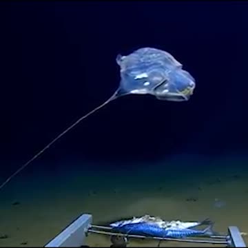 7,000 metres under the ocean