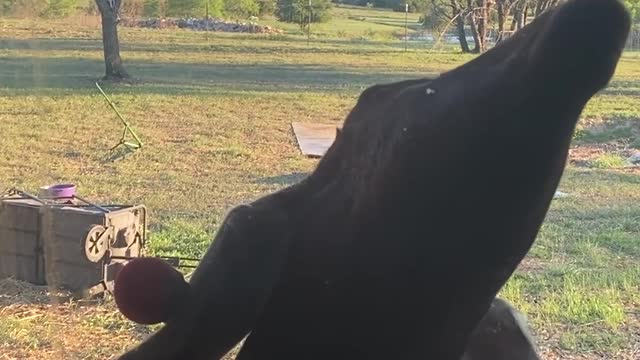 Goat Licks the Glass