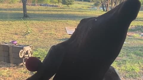 Goat Licks the Glass