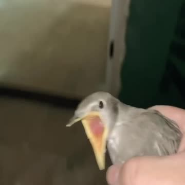 Save the bird 🕊️😍